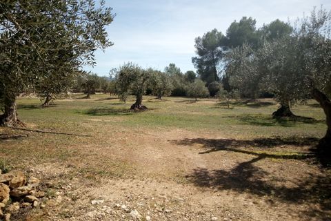 Finca i Ginestar, Tarragona, Ginestar - € 9.750 | Ref: 841 Rafa - foto 9