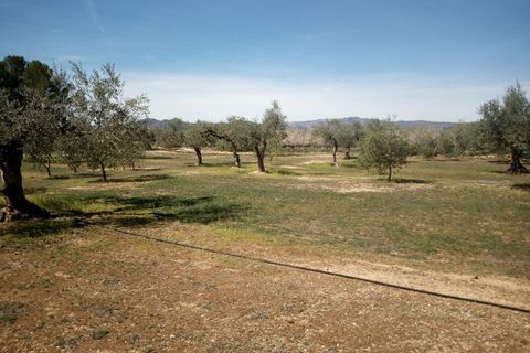 Finca i Ginestar, Tarragona, Ginestar - € 9.750 | Ref: 841 Rafa - foto 20