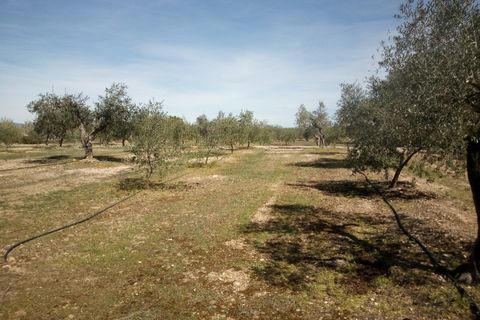 Finca i Ginestar, Tarragona, Ginestar - € 9.750 | Ref: 841 Rafa - foto 21