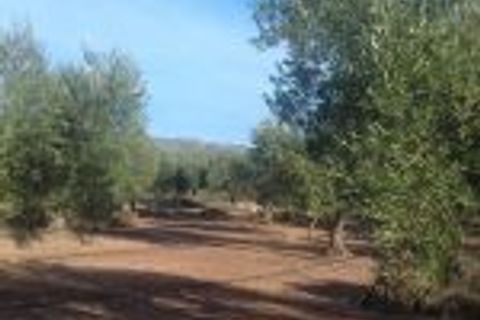 Finca i Ginestar, Tarragona, Ginestar - € 9.750 | Ref: 841 Rafa - foto 7