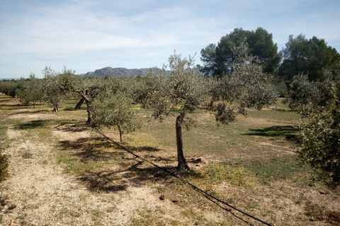 Finca i Ginestar, Tarragona, Ginestar - € 9.750 | Ref: 841 Rafa - foto 23