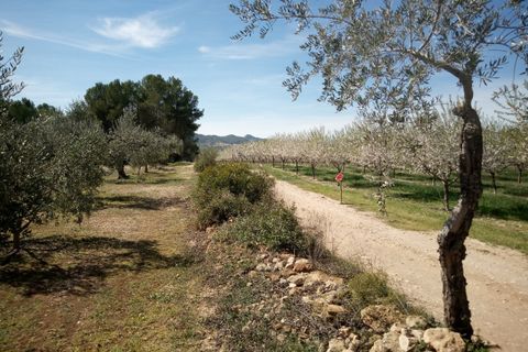Finca i Ginestar, Tarragona, Ginestar - € 9.750 | Ref: 841 Rafa - foto 12