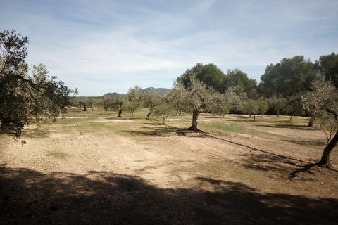 Finca i Ginestar, Tarragona, Ginestar - € 9.750 | Ref: 841 Rafa - foto 24