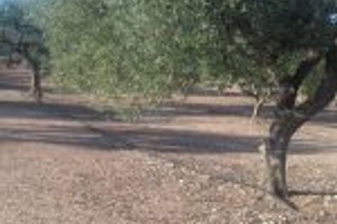 Finca i Ginestar, Tarragona, Ginestar - € 9.750 | Ref: 841 Rafa - foto 6