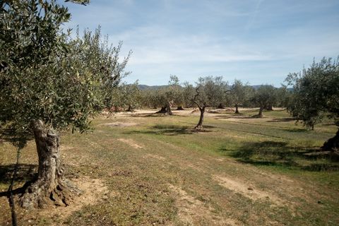 Finca i Ginestar, Tarragona, Ginestar - € 9.750 | Ref: 841 Rafa - foto 14