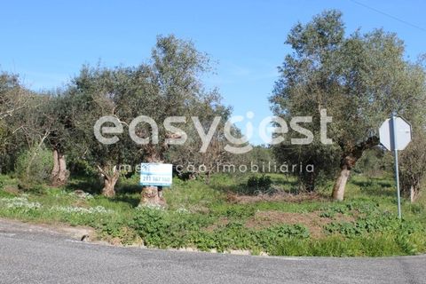 Byhus i Asseiceira, Santarem, Asseiceira - € 34.000 | Ref: TM92007 - foto 3