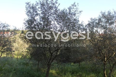 Byhus i Asseiceira, Santarem, Asseiceira - € 34.000 | Ref: TM92007 - foto 11