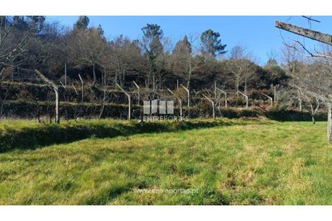 Helårsgrund i Cinfaes, Viseu, Cinfaes - € 35.500 | Ref: MC09494 - foto 4