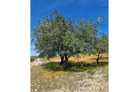 Helårsgrund i Estoi, Faro, Estoi - € 165.000 | Ref: TR13187 - foto 5