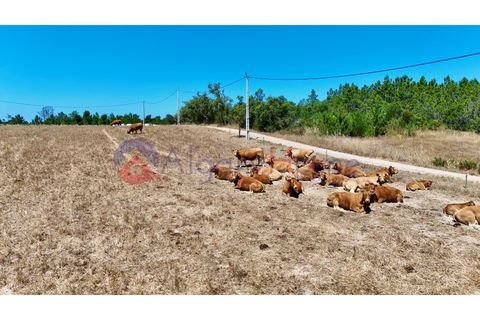 Helårsgrund i Rogil, Faro, Rogil - € 180.000 | Ref: TER_182 - foto 22