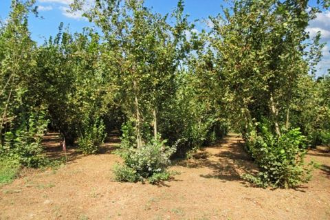 Terra a Riardo, Caserta, Riardo - € 180.000 | Ref: 19829 - foto 6