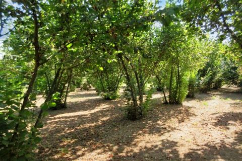 Terra a Riardo, Caserta, Riardo - € 180.000 | Ref: 19829 - foto 7
