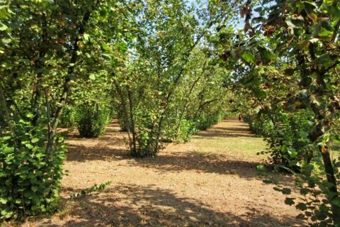 Terra a Riardo, Caserta, Riardo - € 180.000 | Ref: 19829 - foto 8