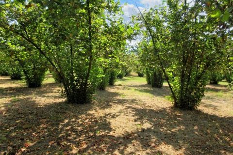 Terra a Riardo, Caserta, Riardo - € 180.000 | Ref: 19829 - foto 9
