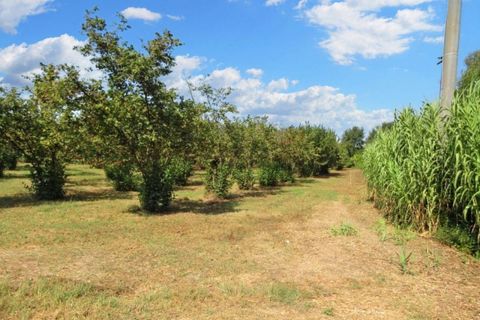 Terra a Riardo, Caserta, Riardo - € 180.000 | Ref: 19829 - foto 12