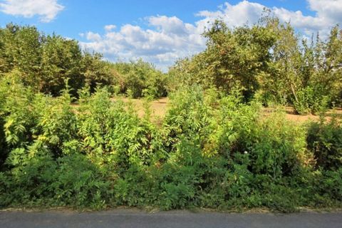 Terra a Riardo, Caserta, Riardo - € 180.000 | Ref: 19829 - foto 14