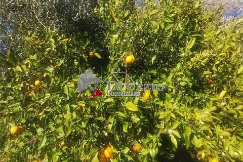 Helårsgrund i Noto, Siracusa, Noto - € 100.000 | Ref: 21T - foto 7