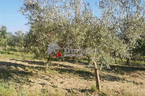 Helårsgrund i Noto, Siracusa, Noto - € 100.000 | Ref: 21T - foto 10