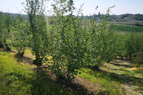 Terra a Govone, Cuneo, Govone - € 38.000 | Ref: 82391643 - foto 2