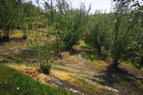 Terra a Govone, Cuneo, Govone - € 38.000 | Ref: 82391643 - foto 3