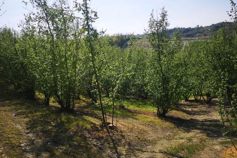 Terra a Govone, Cuneo, Govone - € 38.000 | Ref: 82391643 - foto 4