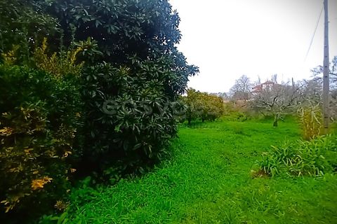 Farm i Ourem, Santarem, Ourem - € 1.200.000 | Ref: TM92151 - foto 44