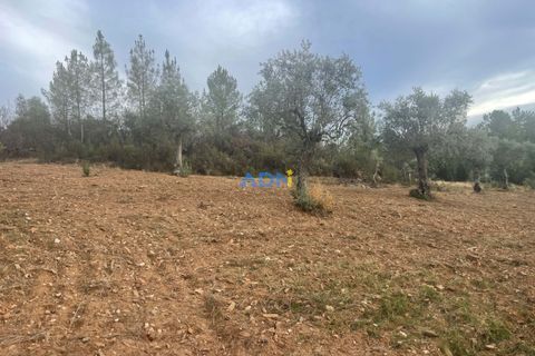 Helårsgrund i Castelo Branco, Castelo Branco, Castelo Branco - € 20.000 | Ref: ADN22037 - foto 7