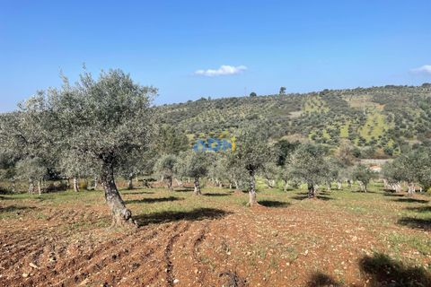Helårsgrund i Castelo Branco, Castelo Branco, Castelo Branco - € 20.000 | Ref: ADN22037 - foto 17