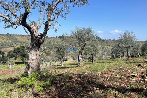 Helårsgrund i Castelo Branco, Castelo Branco, Castelo Branco - € 20.000 | Ref: ADN22037 - foto 18