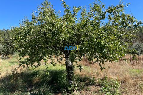 Helårsgrund i Castelo Branco, Castelo Branco, Castelo Branco - € 36.500 | Ref: ADN22070 - foto 20