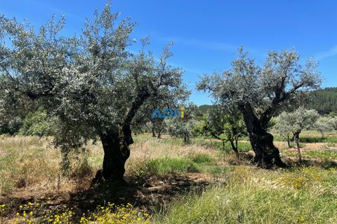 Helårsgrund i Castelo Branco, Castelo Branco, Castelo Branco - € 36.500 | Ref: ADN22070 - foto 28