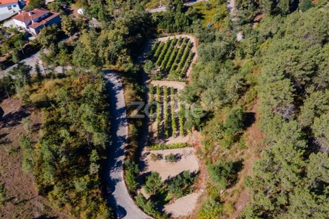 Helårsgrund i Amarante, Porto, Amarante - € 56.000 | Ref: ZMPT556772 - foto 17