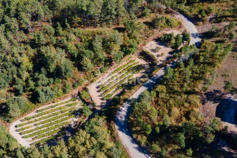 Helårsgrund i Amarante, Porto, Amarante - € 56.000 | Ref: ZMPT556772 - foto 24