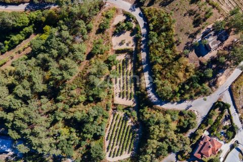 Helårsgrund i Amarante, Porto, Amarante - € 56.000 | Ref: ZMPT556772 - foto 30