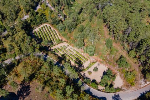 Helårsgrund i Amarante, Porto, Amarante - € 56.000 | Ref: ZMPT556772 - foto 34