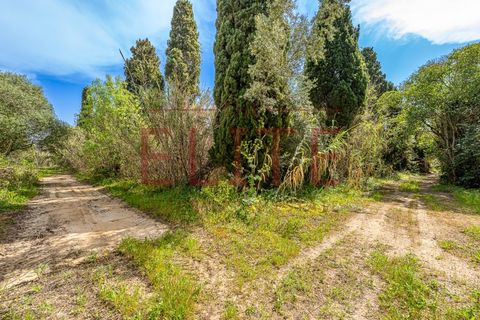 Farm i Carcavelos, Lisbon, Carcavelos - € 7.500.000 | Ref: ELT-25 - foto 11