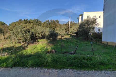 Terra em Minde, Santarem, Minde - € 31.300 | Ref: C0269-01525 - foto 2