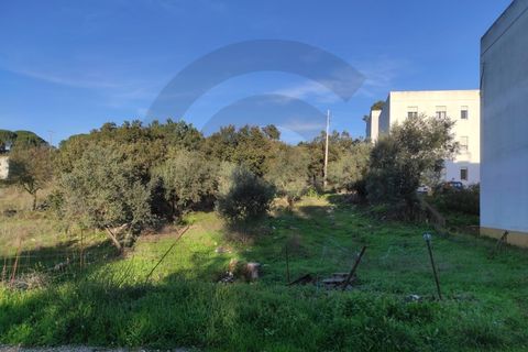 Terra em Minde, Santarem, Minde - € 31.300 | Ref: C0269-01525 - foto 3
