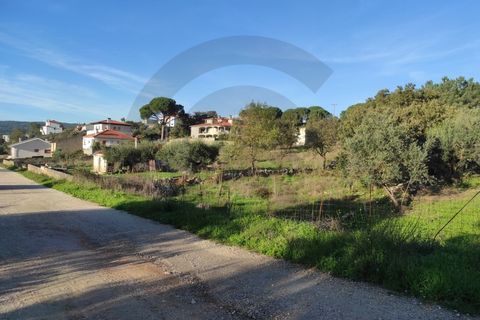 Terra em Minde, Santarem, Minde - € 31.300 | Ref: C0269-01525 - foto 4