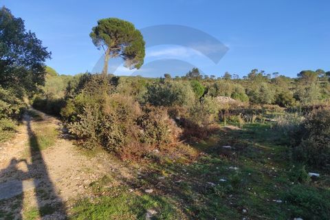 Terra a Minde, Santarem, Minde - € 50.000 | Ref: C0269-01524 - foto 2