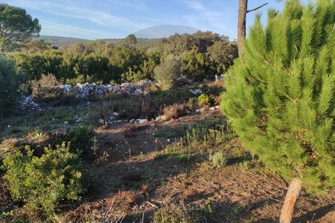 Terra a Minde, Santarem, Minde - € 50.000 | Ref: C0269-01524 - foto 3