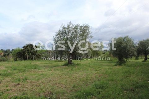 Helårsgrund i Tomar, Santarem, Tomar - € 80.000 | Ref: TM92179 - foto 8