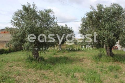 Helårsgrund i Tomar, Santarem, Tomar - € 80.000 | Ref: TM92179 - foto 15