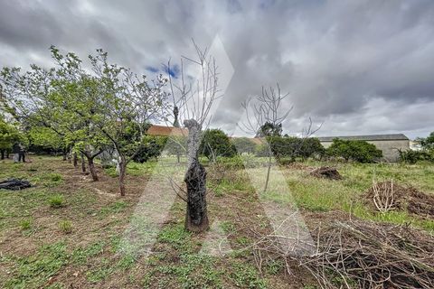 Terra a Parceiros e Azoia, Leiria, Parceiros e Azoia - € 205.000 | Ref: 1130741/23 LR - foto 14