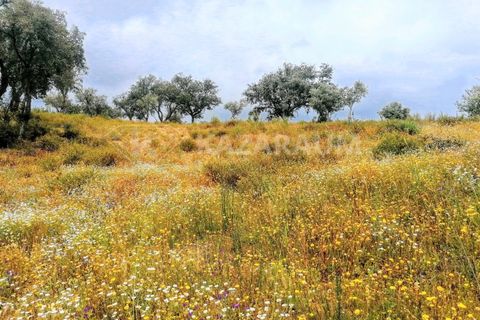 Helårsgrund i Ourique, Beja, Ourique - € 75.000 | Ref: K-209 - foto 4