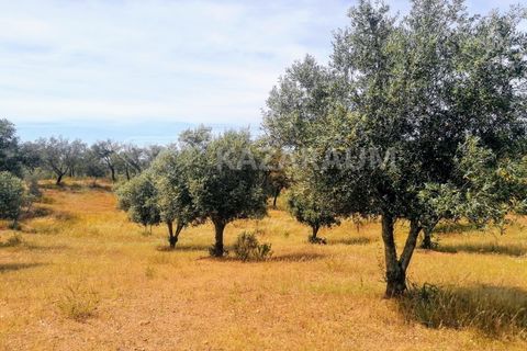Helårsgrund i Ourique, Beja, Ourique - € 75.000 | Ref: K-209 - foto 2