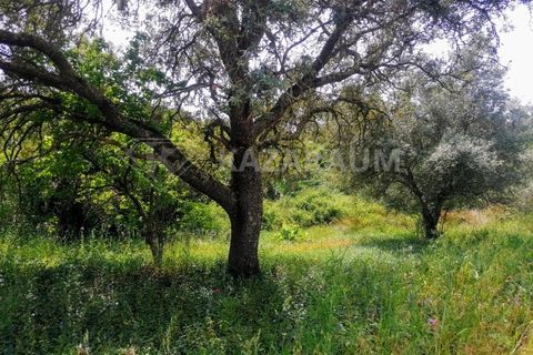 Helårsgrund i Ourique, Beja, Ourique - € 75.000 | Ref: K-209 - foto 15