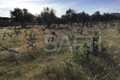 Helårsgrund i Abrantes, Santarem, Abrantes - € 55.000 | Ref: SAFTI:003212 - foto 9