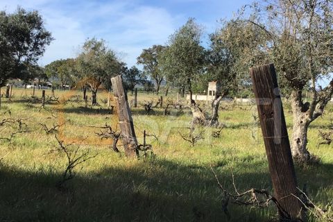 Helårsgrund i Abrantes, Santarem, Abrantes - € 55.000 | Ref: SAFTI:003212 - foto 10