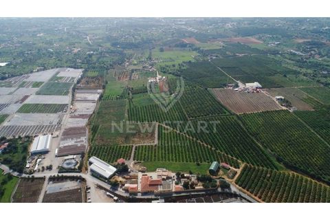 Farm i Quelfes, Faro, Quelfes - € 2.250.000 | Ref: 230047 - foto 11